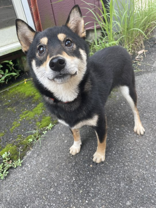 可愛いお母さんがいっぱいです。｜天野　寿則(あまの　ひさのり)ブリーダー(静岡県・柴犬など・JKC/日本犬保存会/KC日本社会福祉愛犬協会登録)の紹介写真2