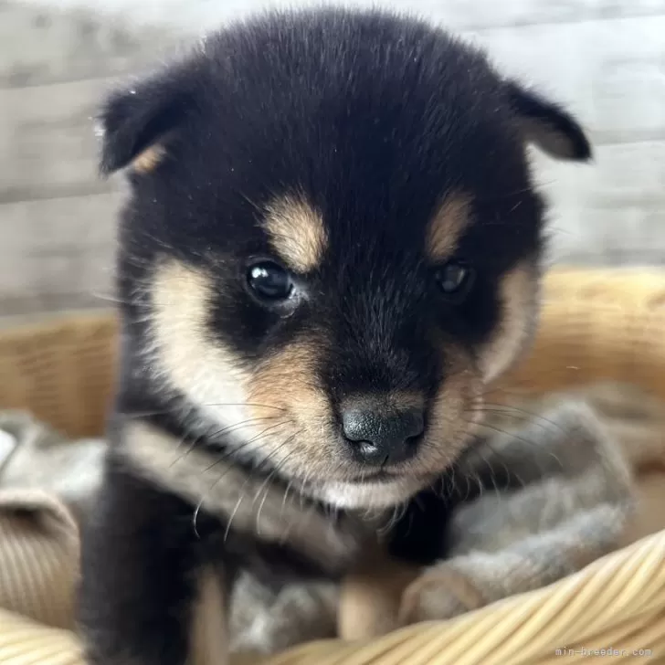 M.T 様のお迎えした子犬