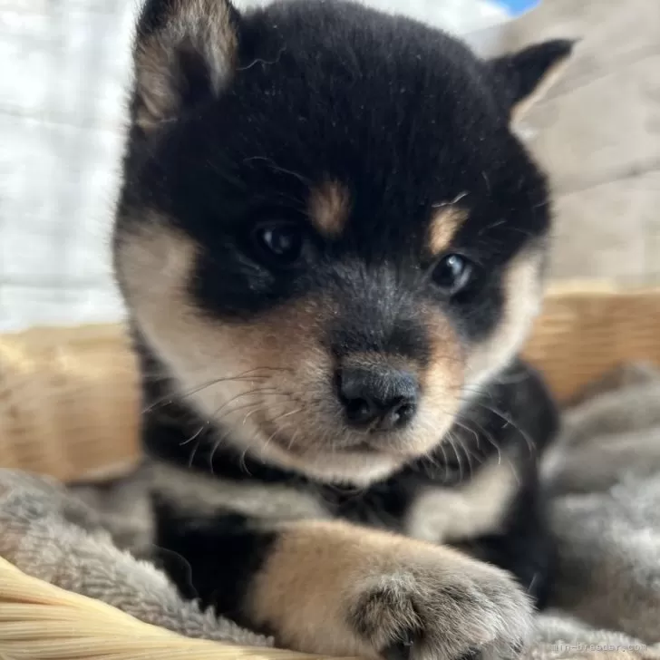 Y.T 様のお迎えした子犬