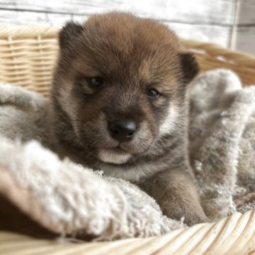 柴犬(標準サイズ)【静岡県・女の子・2025年9月14日・赤】の写真「優しい顔立ちの女の子ッ！」