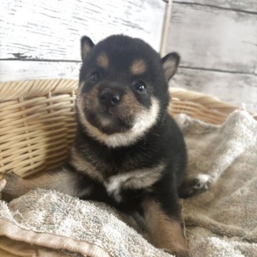 柴犬(標準サイズ)【静岡県・男の子・2025年6月7日・黒】の写真「可愛らしい男の子！」