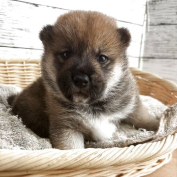 柴犬(標準サイズ)【静岡県・女の子・2025年9月14日・赤】の写真「優しい顔立ちの女の子ッ！」