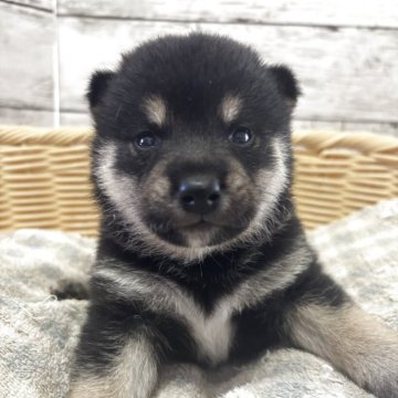 柴犬(標準サイズ)【静岡県・男の子・2025年8月14日・黒】の写真「とても愛らしい顔立ちの男の子！」