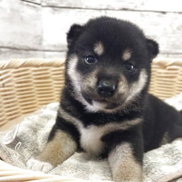 柴犬(標準サイズ)【静岡県・女の子・2025年8月14日・黒】の写真「優しい顔立ちの女の子！」