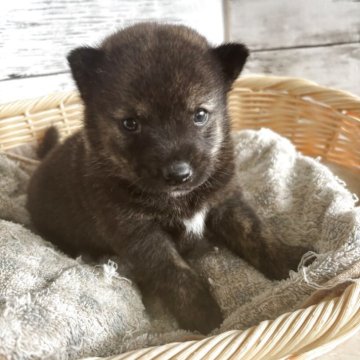ミックス(柴犬×甲斐犬)【静岡県・女の子・2025年9月25日・コゲ茶】の写真「虎柄の柴犬ですっ！」