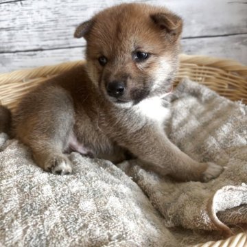 柴犬(標準サイズ)【静岡県・男の子・2025年8月1日・赤】の写真「可愛らしい男の子！」