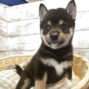 柴犬(標準サイズ)【静岡県・男の子・2025年8月14日・黒】の写真「とても愛らしい顔立ちの男の子！」