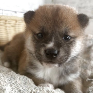 柴犬(標準サイズ)【静岡県・男の子・2025年11月8日・赤】の写真「小さめでつぶらな瞳の男の子！」