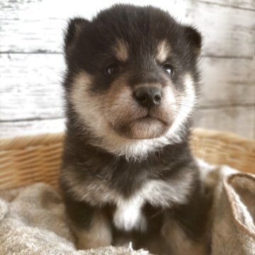 柴犬(標準サイズ)【静岡県・男の子・2025年10月25日・黒】の写真「可愛らしい男の子！」