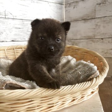 ミックス(柴犬×甲斐犬)【静岡県・女の子・2025年9月25日・コゲ茶】の写真「虎柄の柴犬ッ！」