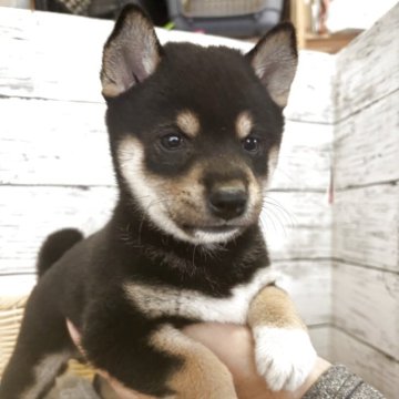 柴犬(標準サイズ)【静岡県・女の子・2025年8月14日・黒】の写真「優しい顔立ちの女の子！」