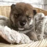 柴犬(標準サイズ)