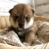 柴犬(標準サイズ)