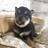 柴犬(標準サイズ)