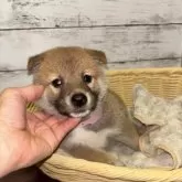 柴犬(標準サイズ)