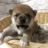 柴犬(豆柴)