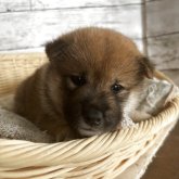 柴犬(標準サイズ)