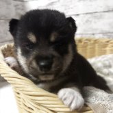 柴犬(豆柴)