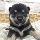 柴犬(標準サイズ)