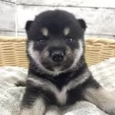 柴犬(標準サイズ)