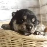 豆柴【静岡県・男の子・2025年10月3日・黒】の写真1