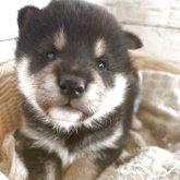 柴犬(標準サイズ)