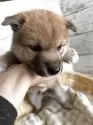柴犬(標準サイズ)【静岡県・男の子・2025年8月1日・赤】の写真2