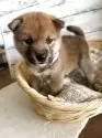 柴犬(標準サイズ)【静岡県・男の子・2025年8月1日・赤】の写真5