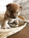 柴犬(標準サイズ)【静岡県・男の子・2025年8月1日・赤】の写真6