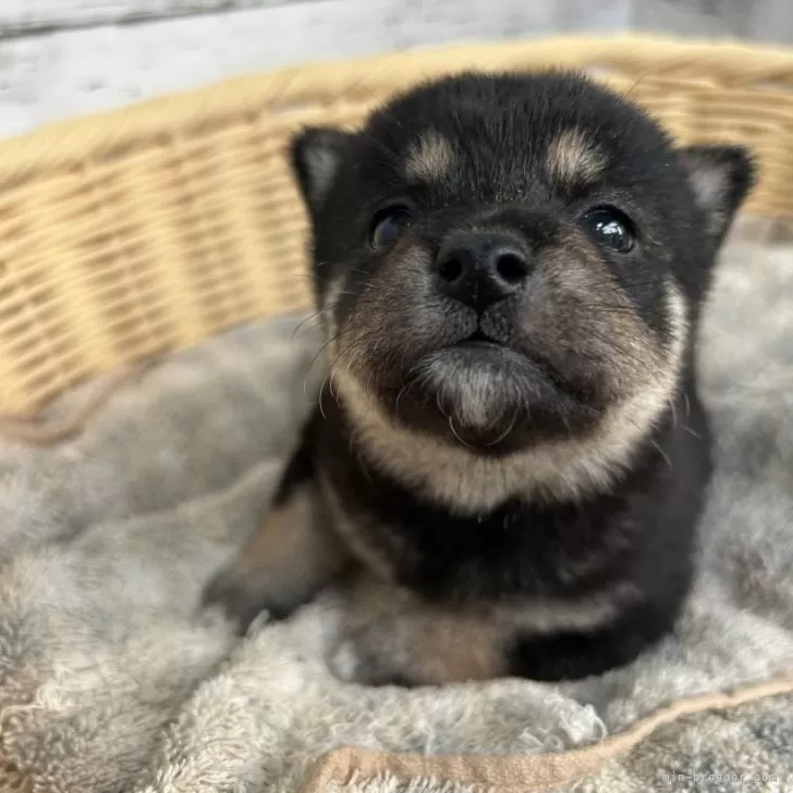 ID：2409-08228の子犬