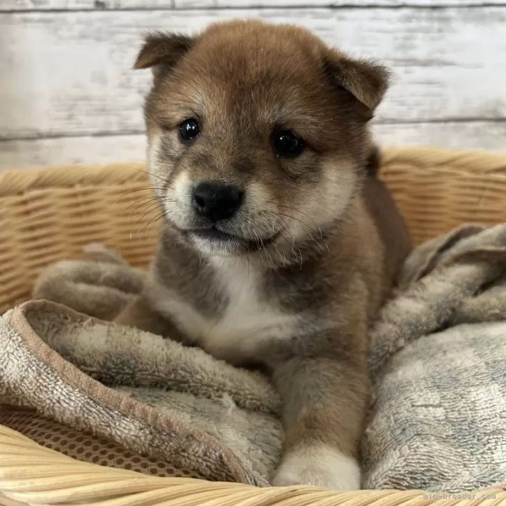 M.O 様のお迎えした子犬