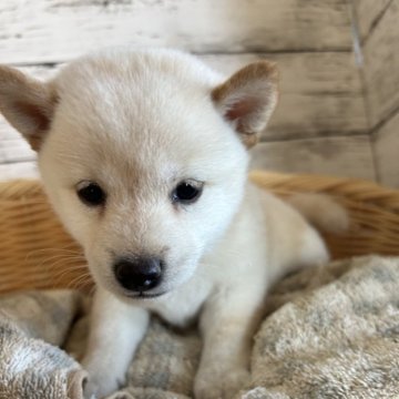 柴犬(豆柴)【静岡県・女の子・2024年5月22日・白】の写真「まつ毛が長い素敵な女の子！」