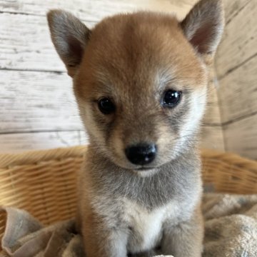 柴犬(豆柴)【静岡県・女の子・2024年5月22日・赤】の写真「可愛い女の子！」