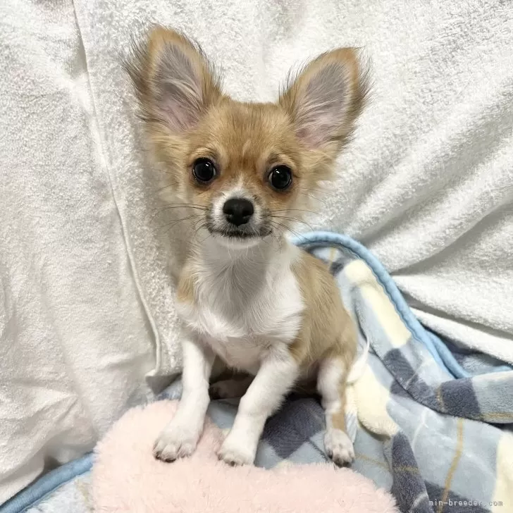 H.Ｉ 様のお迎えした子犬