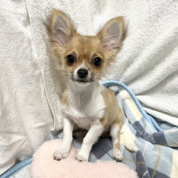 チワワ(ロング)【福岡県・男の子・2025年3月21日・レッドアンドホワイト】の写真「穏やかでお利口さんな明るい子ですෆ˚*」