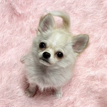 チワワ(ロング)【福岡県・男の子・2025年3月25日・クリームアンドホワイト】の写真「好奇心旺盛な子です♡」