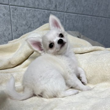 チワワ(ロング)【福岡県・男の子・2025年5月26日・クリームアンドホワイト】の写真「マイペースで明るい子ですෆ˚*」