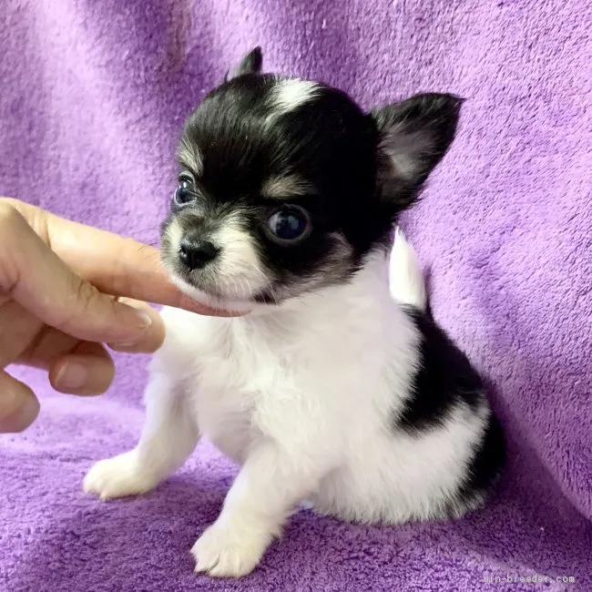 ID:2006-01321の子犬