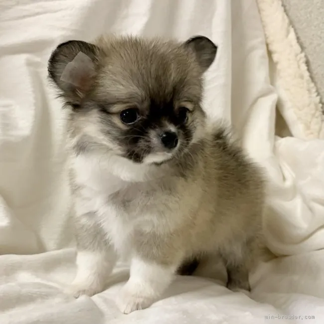 ID：2203-00802の子犬