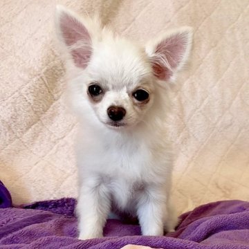 チワワ(ロング)【福岡県・男の子・2022年9月6日・ホワイト】の写真「おっとりとしていますが、好奇心旺盛です( ¨̮ )」