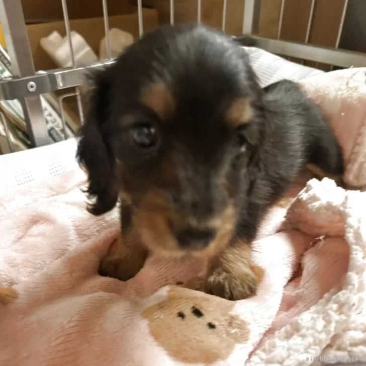 ID:2506-06515の子犬