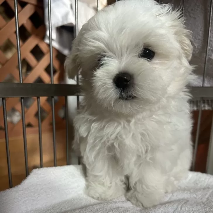 ID:2412-04214の子犬