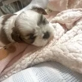 ミックス(シーズー×ミックス(マルシーズ))【宮城県・男の子・2025年5月16日・ホワイト×ブラウン】の写真2