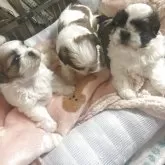 ミックス(シーズー×ミックス(マルシーズ))【宮城県・男の子・2025年5月16日・ホワイト×ブラウン】の写真3「左側の子です」