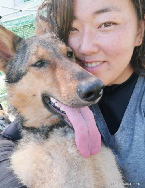 母犬候補のウルフシェパードは警察犬でもあり大切な家族です｜大野　晴美(おおの　はるみ)ブリーダー(千葉県・ジャーマン・シェパード・ドッグ・日本警察犬協会登録)の紹介写真1