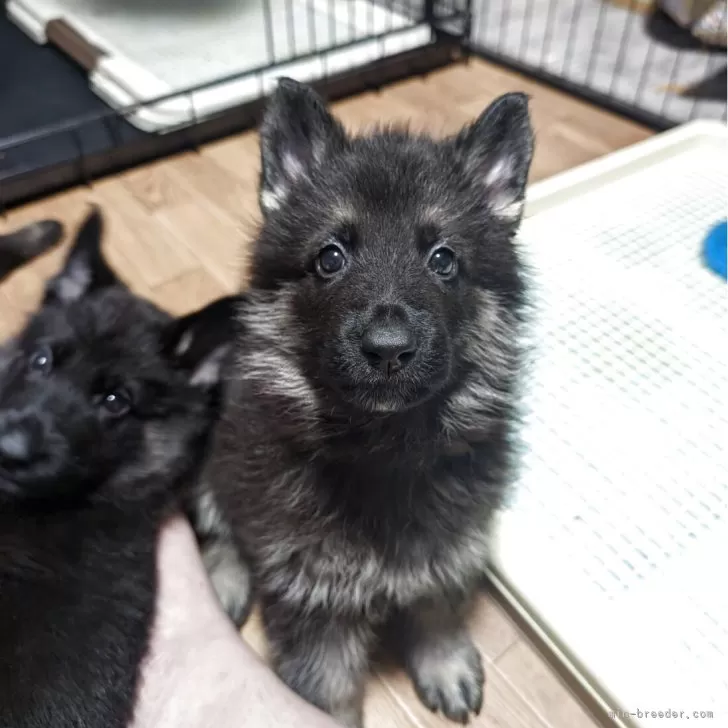 ジャーマン・シェパード・ドッグ【千葉県・女の子・2025年7月24日・ブラックタン】の写真1