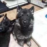 ジャーマン・シェパード・ドッグ【千葉県・女の子・2025年7月24日・ブラックタン】の写真1