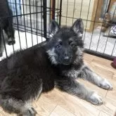 ジャーマン・シェパード・ドッグ【千葉県・女の子・2025年7月24日・ブラックタン】の写真2「こちらをよく観察してます」