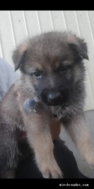 ID：2010-01680の子犬