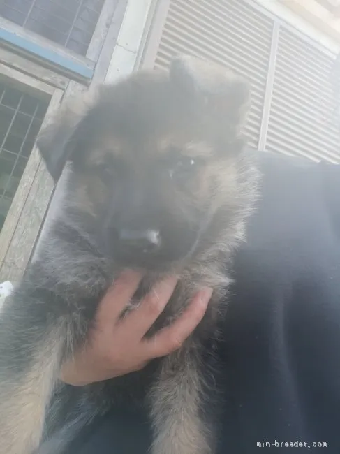 チャマ 様のお迎えした子犬